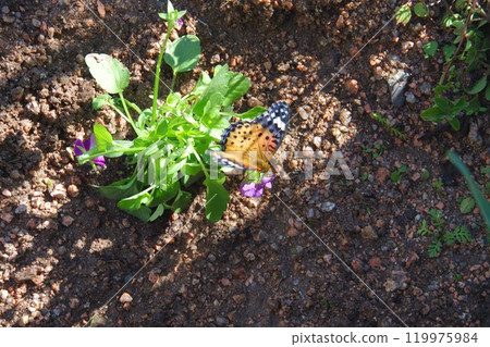 貝母卡在中提琴裡 119975984