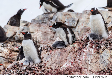 Gentoo Penguin colony on Cuverville island 119976043