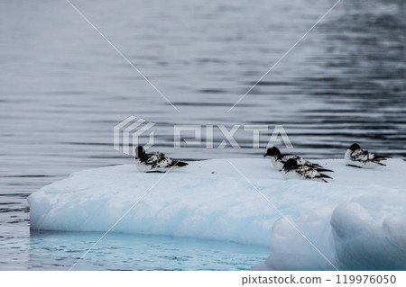 Cape Petrels resting on an iceberg Cape Petrels resting on an iceberg 119976050