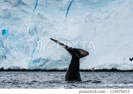 Tail of a humpback whale in the Antarctic Tail of a humpback whale in the Antarctic 119976055