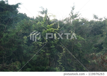 Resort Hawaiians Overnight Trip 119976263