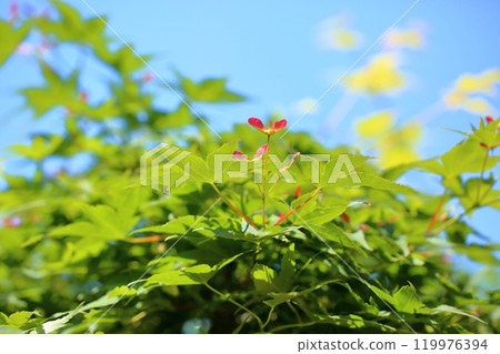 Cute maple leaf Cute maple leaf 119976394