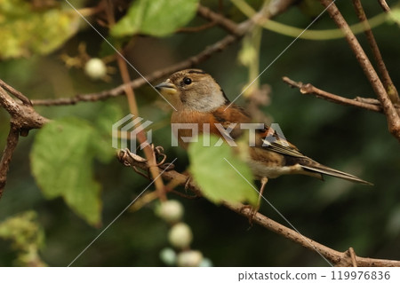 生物:野鳥,雌性。灰色、磚色和黑色等保護色與灌木叢融為一體。 生物:野鳥,雌性。灰色、磚色和黑色等保護色與灌木叢融為一體。 119976836