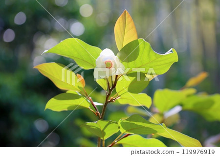 Refreshing Magnolia sieboldii flowers 119976919