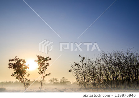 "Minuma Rice Fields" A beautiful winter morning landscape shrouded in morning mist "Minuma Rice Fields" A beautiful winter morning landscape shrouded in morning mist 119976946