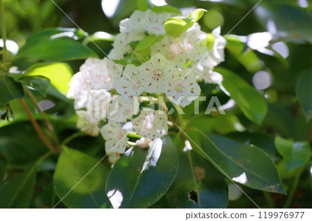 Refreshing Kalmia flowers 119976977