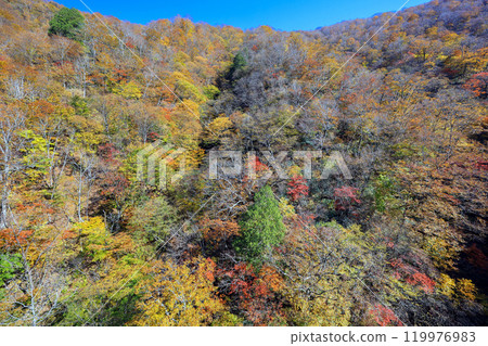 秋天Mikani 秋天Mikani 119976983