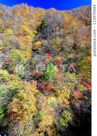 三國嶺的紅葉(縱向) 三國嶺的紅葉(縱向) 119976984