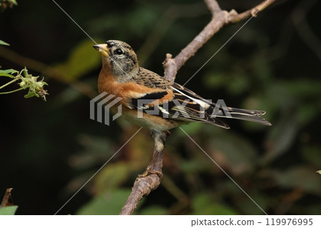 生物:野鳥,雄性。棲息在樹枝上尋找食物 生物:野鳥,雄性。棲息在樹枝上尋找食物 119976995