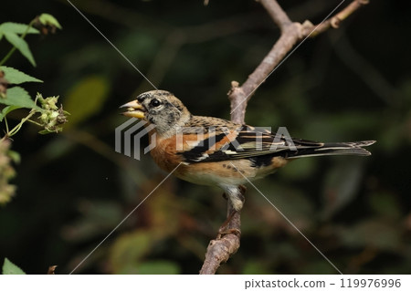 Animals, Wild Birds, A male Japanese Finch. He skillfully picks up the fruits of the Japanese quince. 119976996