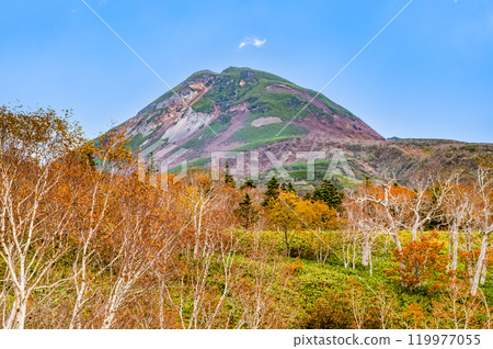 北海道知床羅臼山與黃樺林 119977055