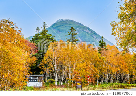 Hokkaido Shiretoko Mount Rausu and the yellow birch forest Hokkaido Shiretoko Mount Rausu and the yellow birch forest 119977063