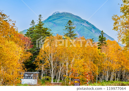 Hokkaido Shiretoko Mount Rausu and the yellow birch forest 119977064