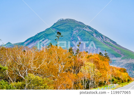 Hokkaido Shiretoko Mount Rausu and the yellow birch forest 119977065