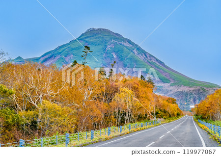 Hokkaido Shiretoko Mount Rausu and the yellow birch forest 119977067
