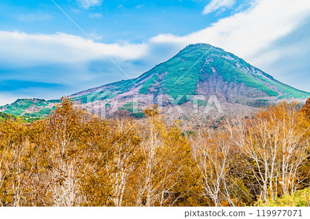 北海道知床羅臼山與黃樺林 119977071