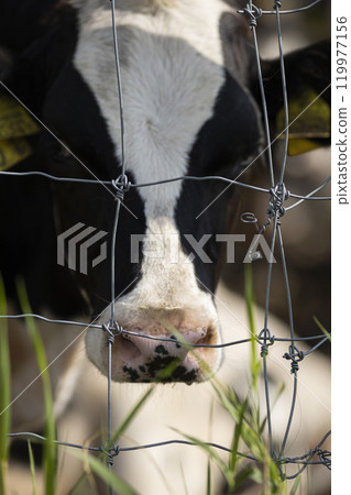 Ranch cattle Ranch cattle 119977156