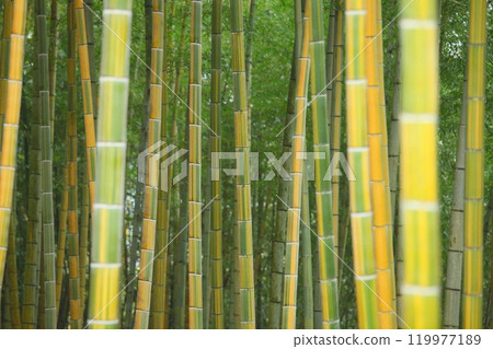 Kinmei Moso Bamboo Forest (background material: Usuki City) Kinmei Moso Bamboo Forest (background material: Usuki City) 119977189