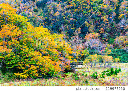 Autumn in Shiretoko, Hokkaido Autumn in Shiretoko, Hokkaido 119977230