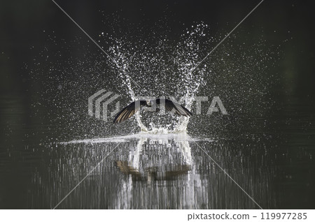 A blue-tailed swift flies at high speed over the water surface 119977285