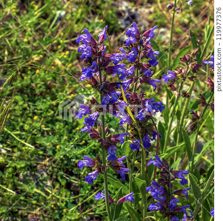 Sage in Latin Salvia officinalis L is one of the oldest medicinal plants. Sage in Latin Salvia officinalis L is one of the oldest medicinal plants. 119977376