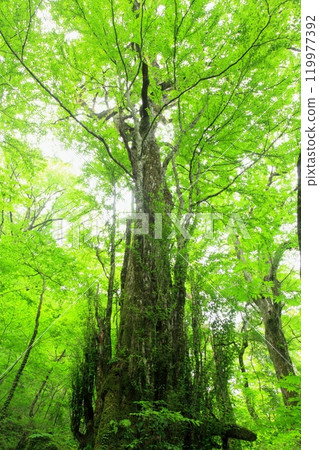 大鮮綠桂樹（大池、黑岳原始森林、由布市、垂直構圖） 119977392