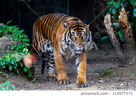 蘇門答臘虎走出黑暗 蘇門答臘虎走出黑暗 119977571