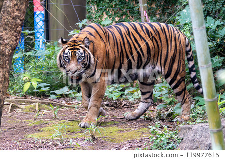 令人印象深刻的蘇門答臘虎 令人印象深刻的蘇門答臘虎 119977615