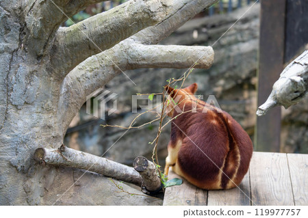 可愛的 Sesjikinobori 袋鼠的後視圖 119977757