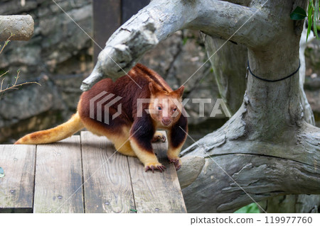 Cute Tree Kangaroo Face Cute Tree Kangaroo Face 119977760