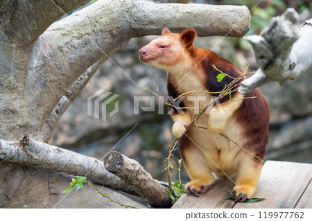 A small tree kangaroo gazing with narrowed eyes 119977762