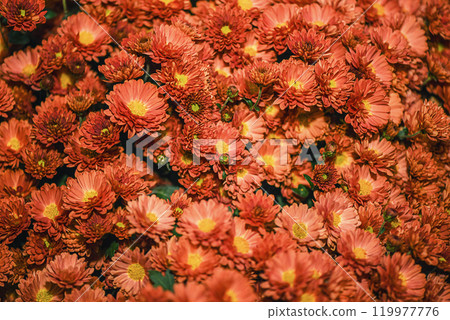 Autumn chrysanthemum flowers are orange with yellow as a background. 119977776