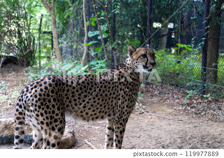 Beautiful cheetah profile Beautiful cheetah profile 119977889