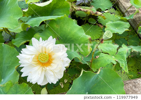 綠葉和白蓮花 119977949
