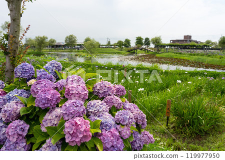 佐原綾雨公園、繡球花和風景 119977950