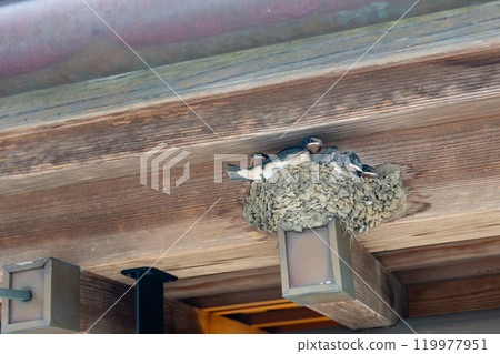 A chick emerges from a swallow's nest under the eaves 119977951