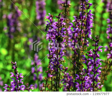 Salvia nemorosa, forest sage, beautiful bright color, violet blue flowers in bloom, muscadine flowering ornamental plants in the garden. 119977977