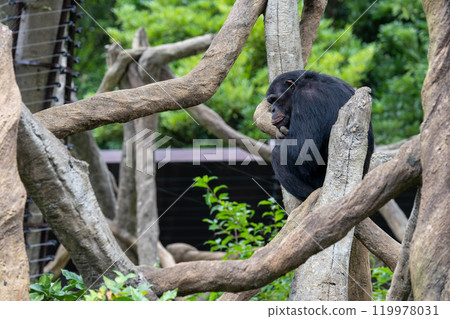 A chimpanzee pondering on a tree 119978031