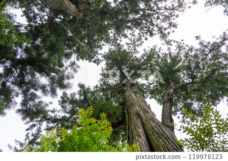 Tall trees and the sky peeking through them 119978123