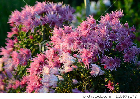 食用菊花(shokuyougiku) 食用菊花(shokuyougiku) 119978178