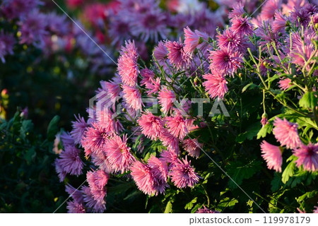 食用菊花(shokuyougiku) 食用菊花(shokuyougiku) 119978179