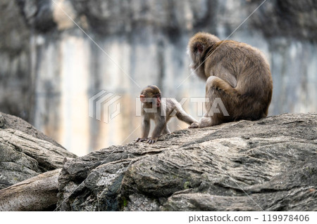 微笑的日本獼猴一家 微笑的日本獼猴一家 119978406