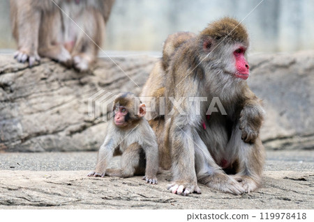 可愛的父母和孩子日本獼猴 可愛的父母和孩子日本獼猴 119978418
