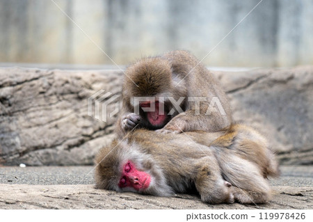 一隻看起來很舒服的日本獼猴 119978426