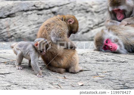 可愛的父母和孩子日本獼猴 119978427