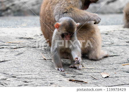 Cute baby Japanese macaque Cute baby Japanese macaque 119978429