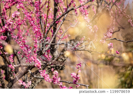 Clear blue skies, cold winds, and frost-covered earth. Despite the cold, buds form and flowers bloom. Plums, plums, plums. Clear blue skies, cold winds, and frost-covered earth. Despite the cold, buds form and flowers bloom. Plums, plums, plums. 119978659