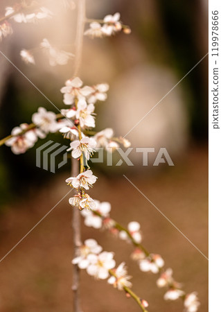 晴朗的藍天,凜冽的風,霜柱大地,梅子,梅子,梅子,不畏嚴寒,含苞待放。 晴朗的藍天,凜冽的風,霜柱大地,梅子,梅子,梅子,不畏嚴寒,含苞待放。 119978666