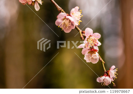 晴朗的藍天,凜冽的風,霜柱大地,梅子,梅子,梅子,不畏嚴寒,含苞待放。 晴朗的藍天,凜冽的風,霜柱大地,梅子,梅子,梅子,不畏嚴寒,含苞待放。 119978667