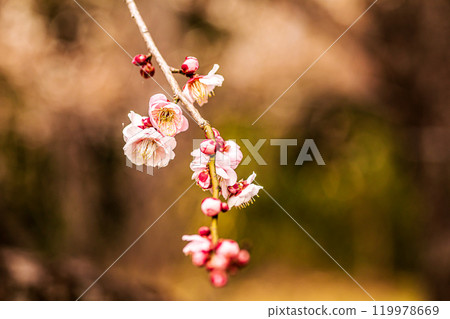 晴朗的藍天，凜冽的風，霜柱大地，梅子，梅子，梅子，不畏嚴寒，含苞待放。 119978669
